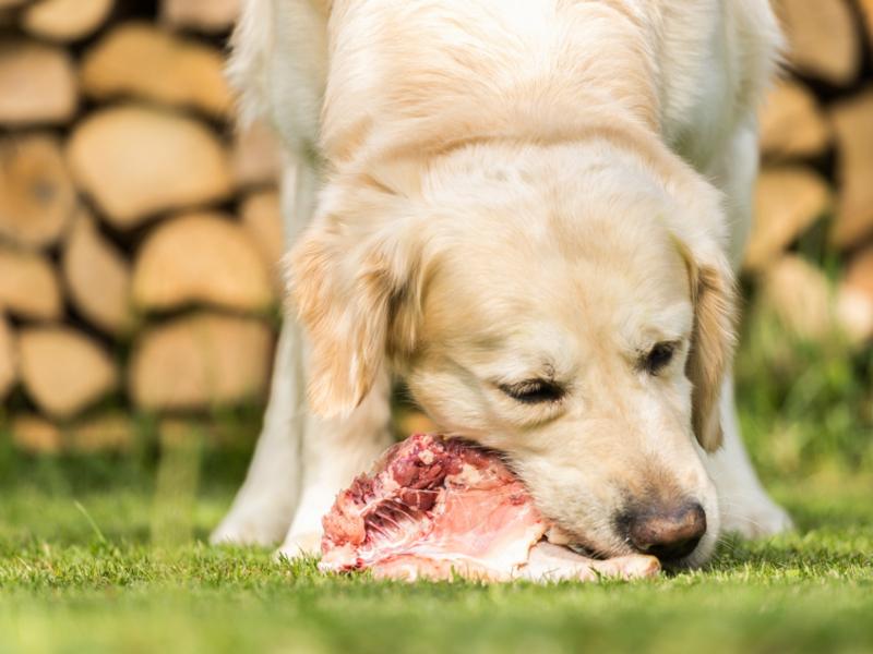 Le chien mange de la viande fraîche