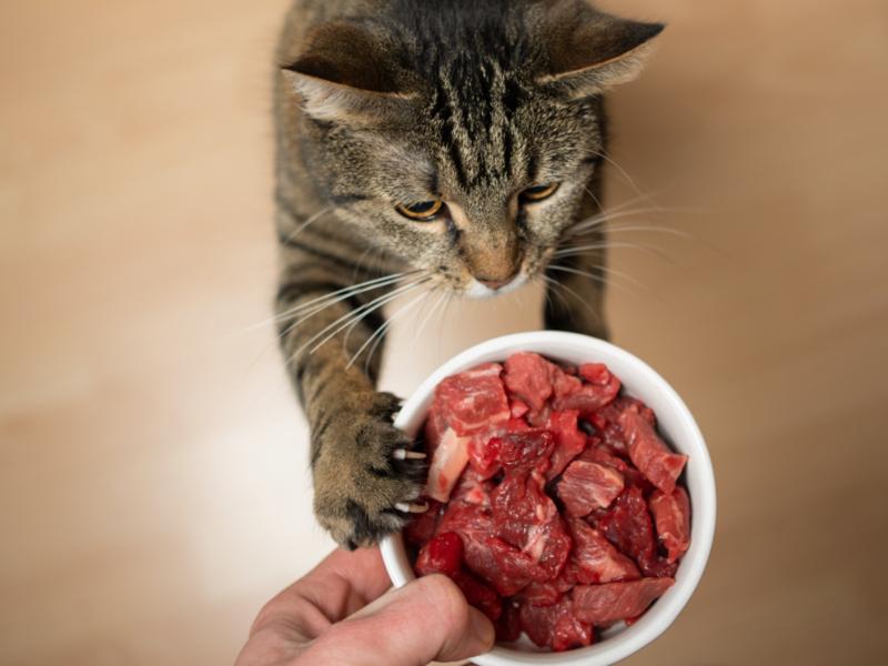 Katze mit Futternapf voll Frischfleisch